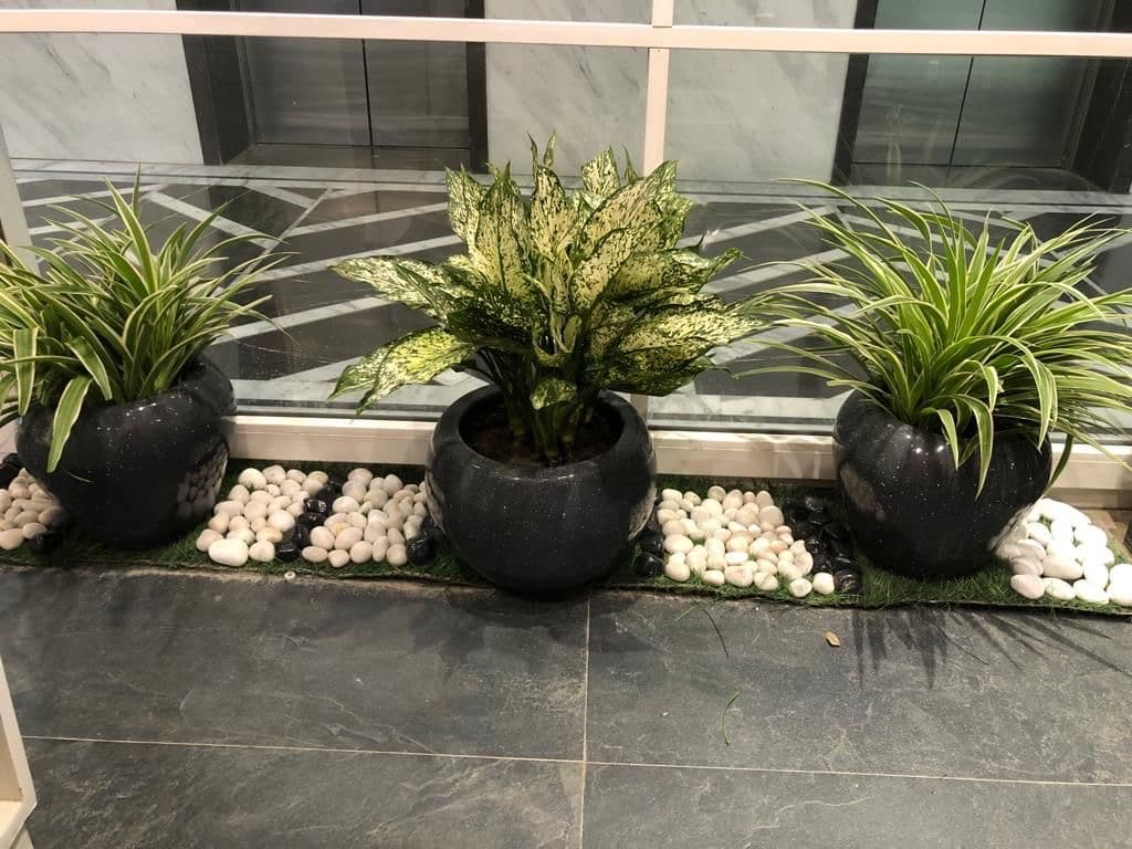 Home and Office Indoor Plantation