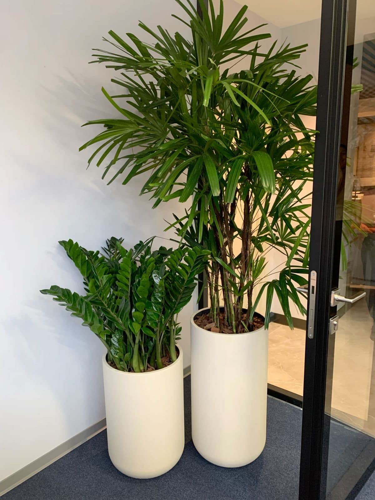 Home and Office Indoor Plantation