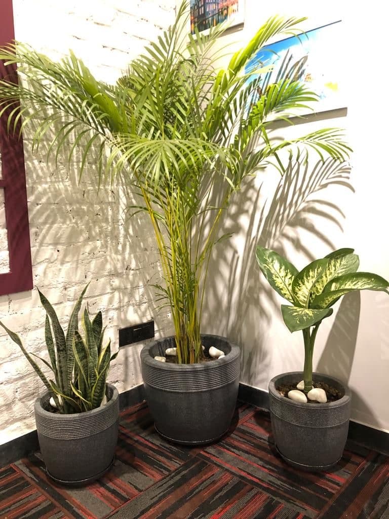 Home and Office Indoor Plantation