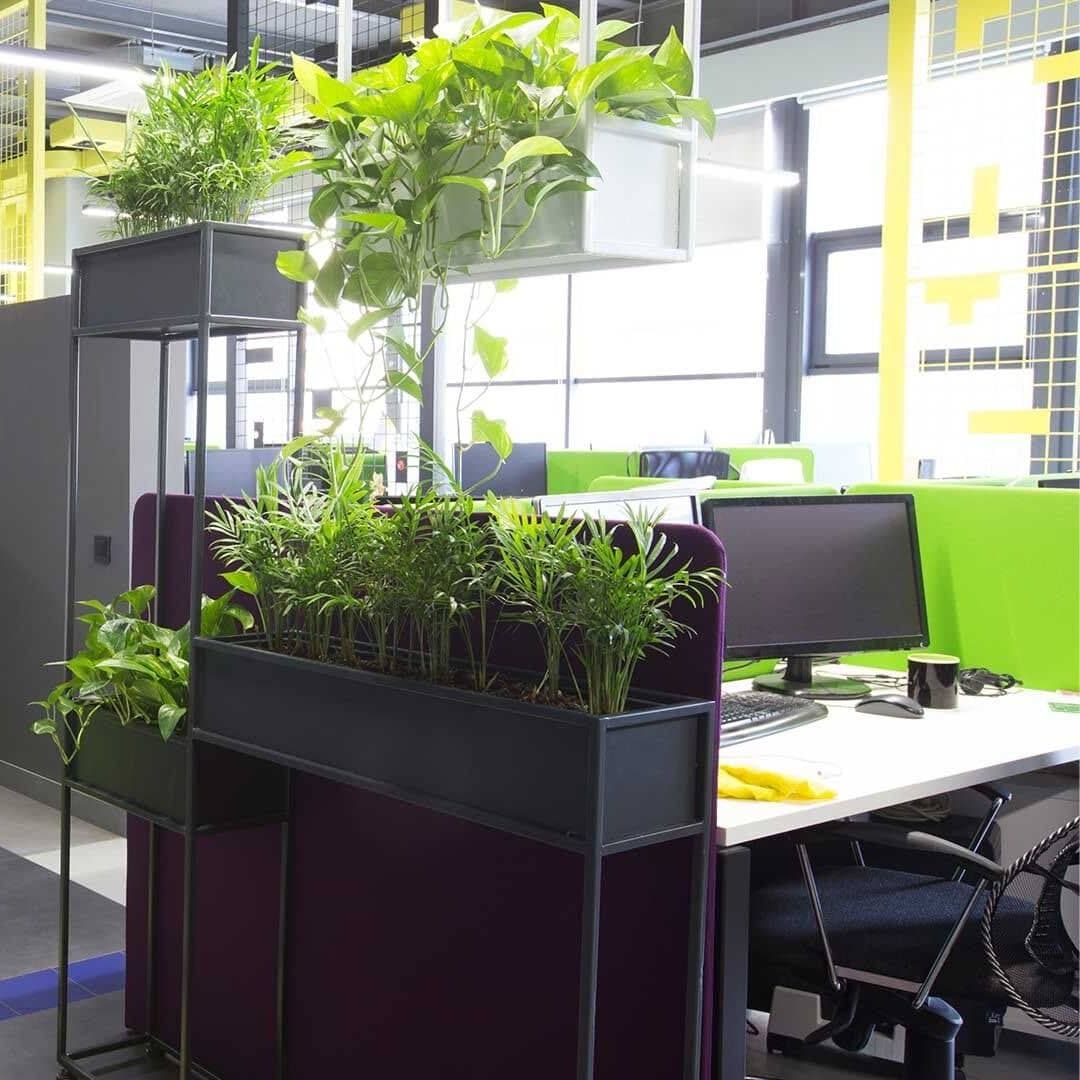 Home and Office Indoor Plantation