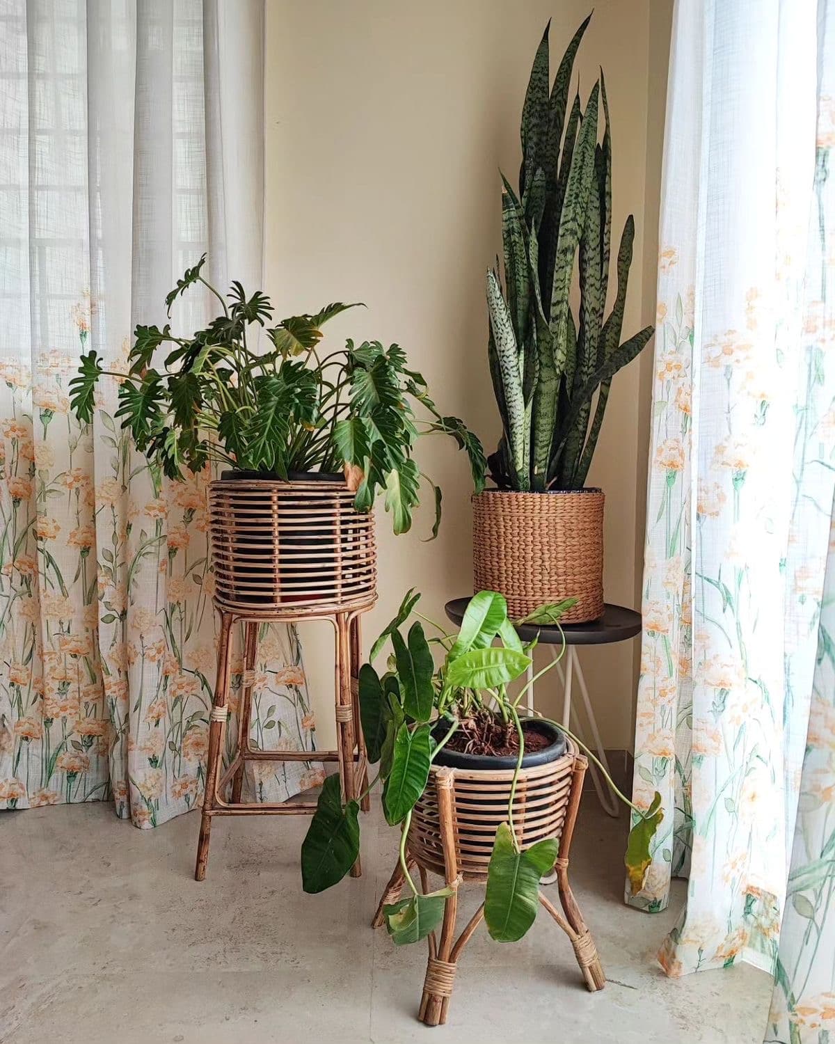 Home and Office Indoor Plantation