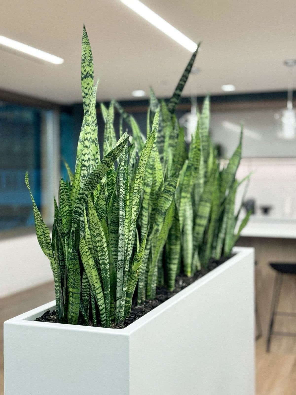 Home and Office Indoor Plantation