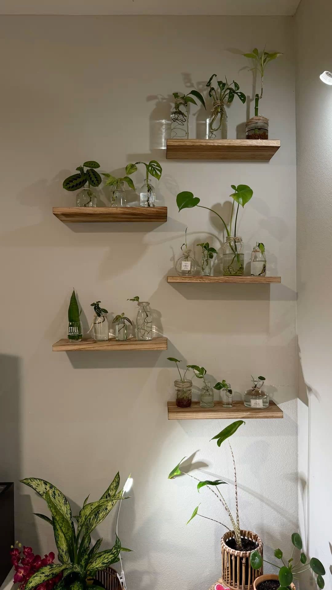 Home and Office Indoor Plantation