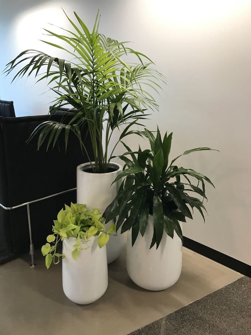 Home and Office Indoor Plantation