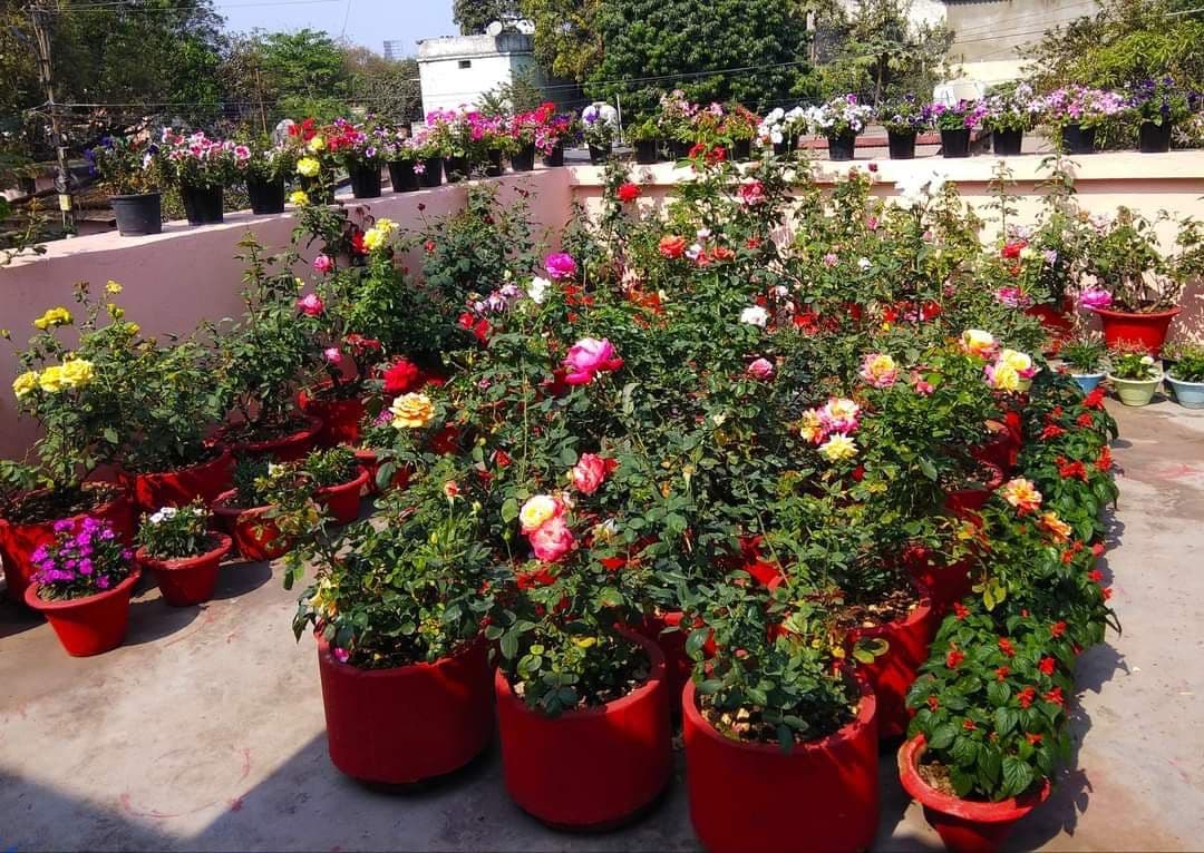 Terrace and Balcony Gardening