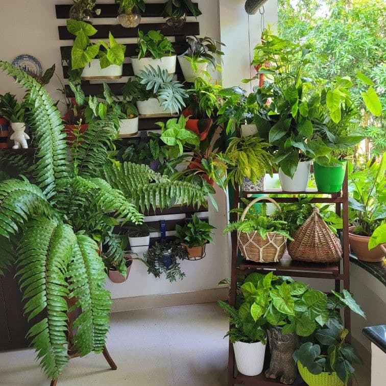 Terrace and Balcony Gardening
