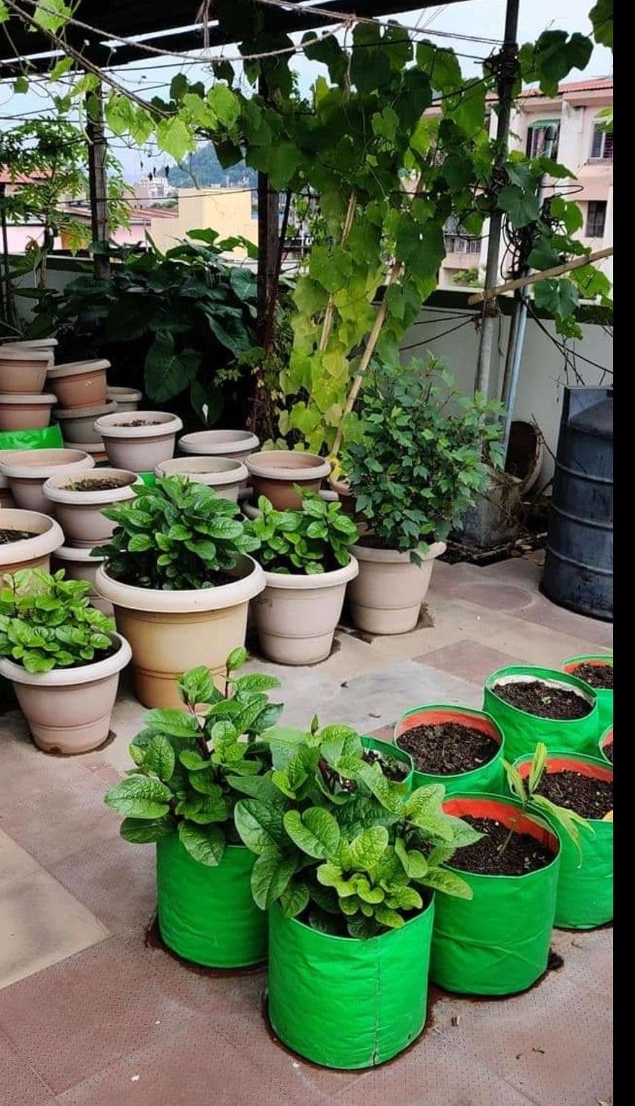 Terrace and Balcony Gardening