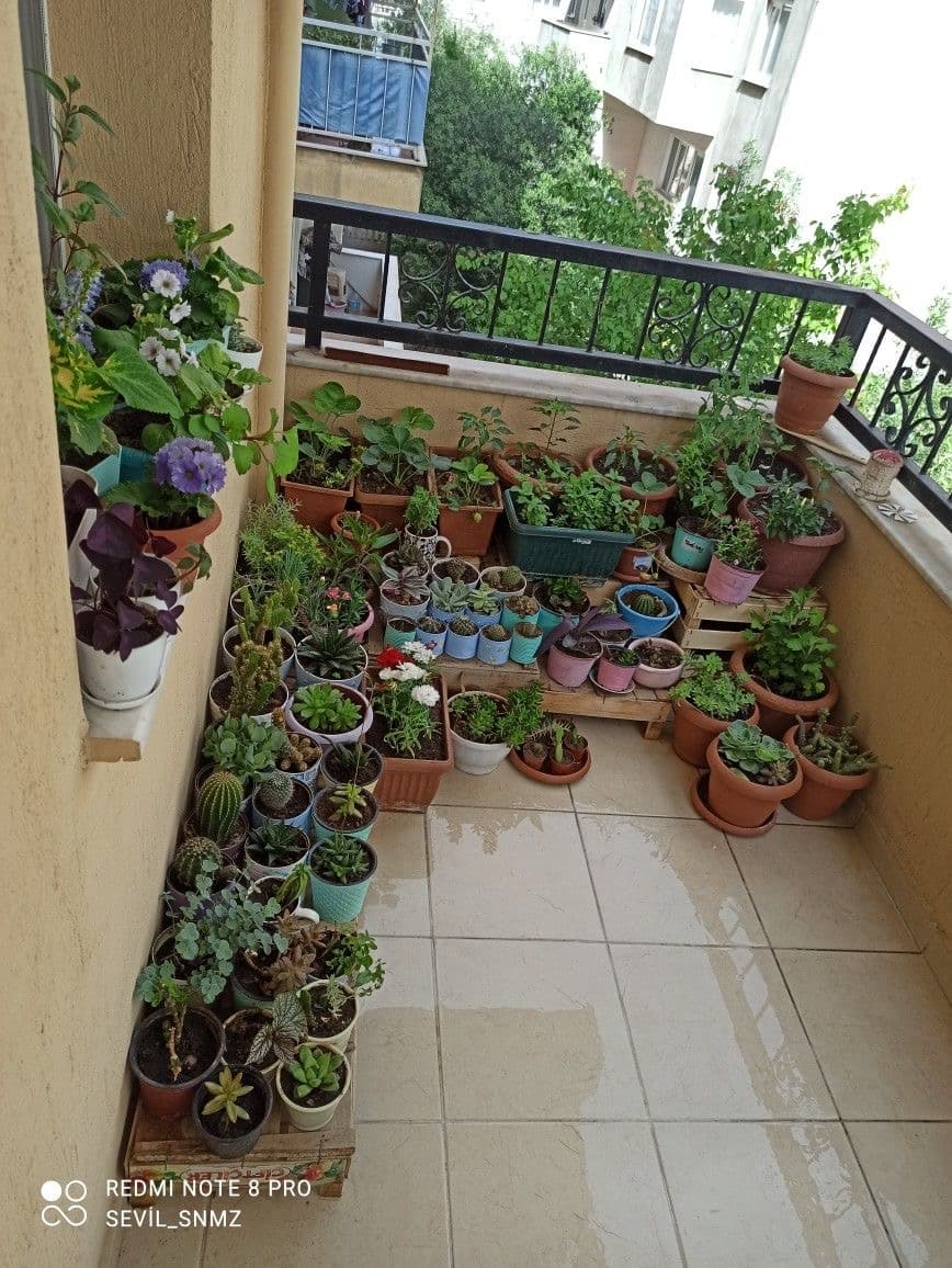 Terrace and Balcony Gardening