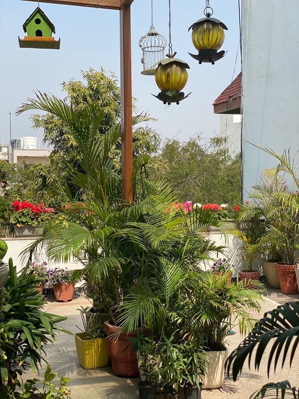 Terrace and Balcony Gardening