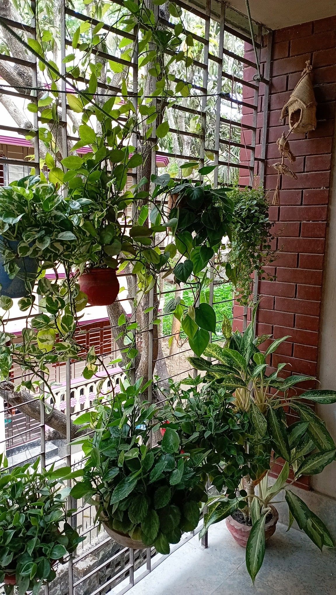 Terrace and Balcony Gardening