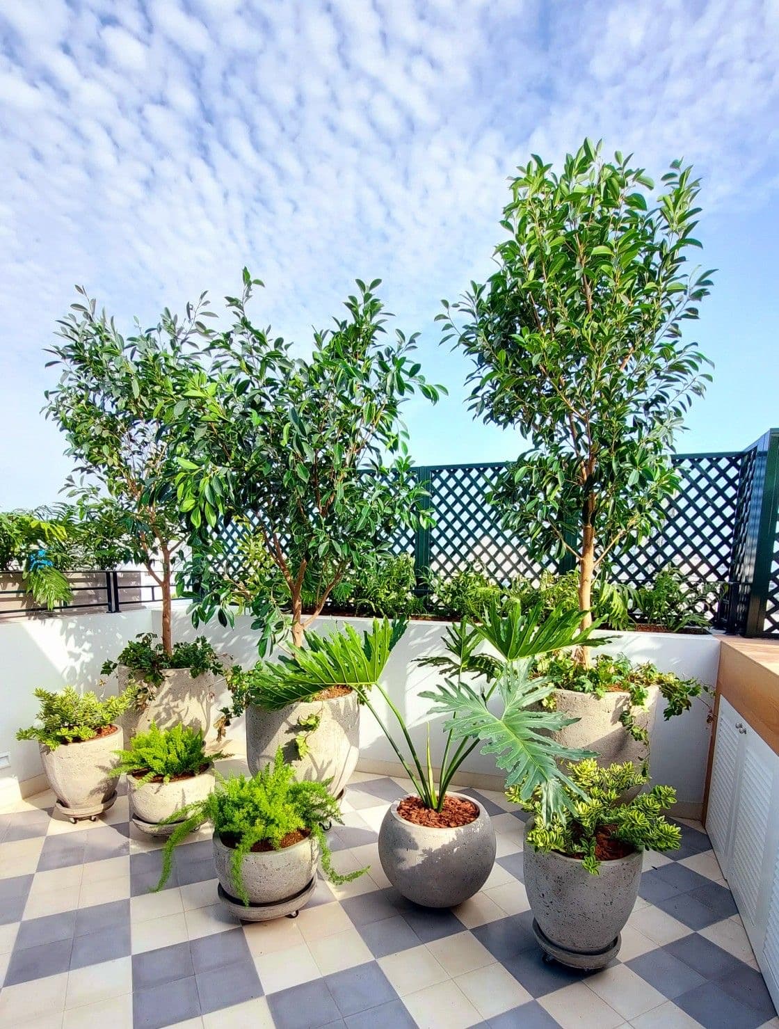Terrace and Balcony Gardening